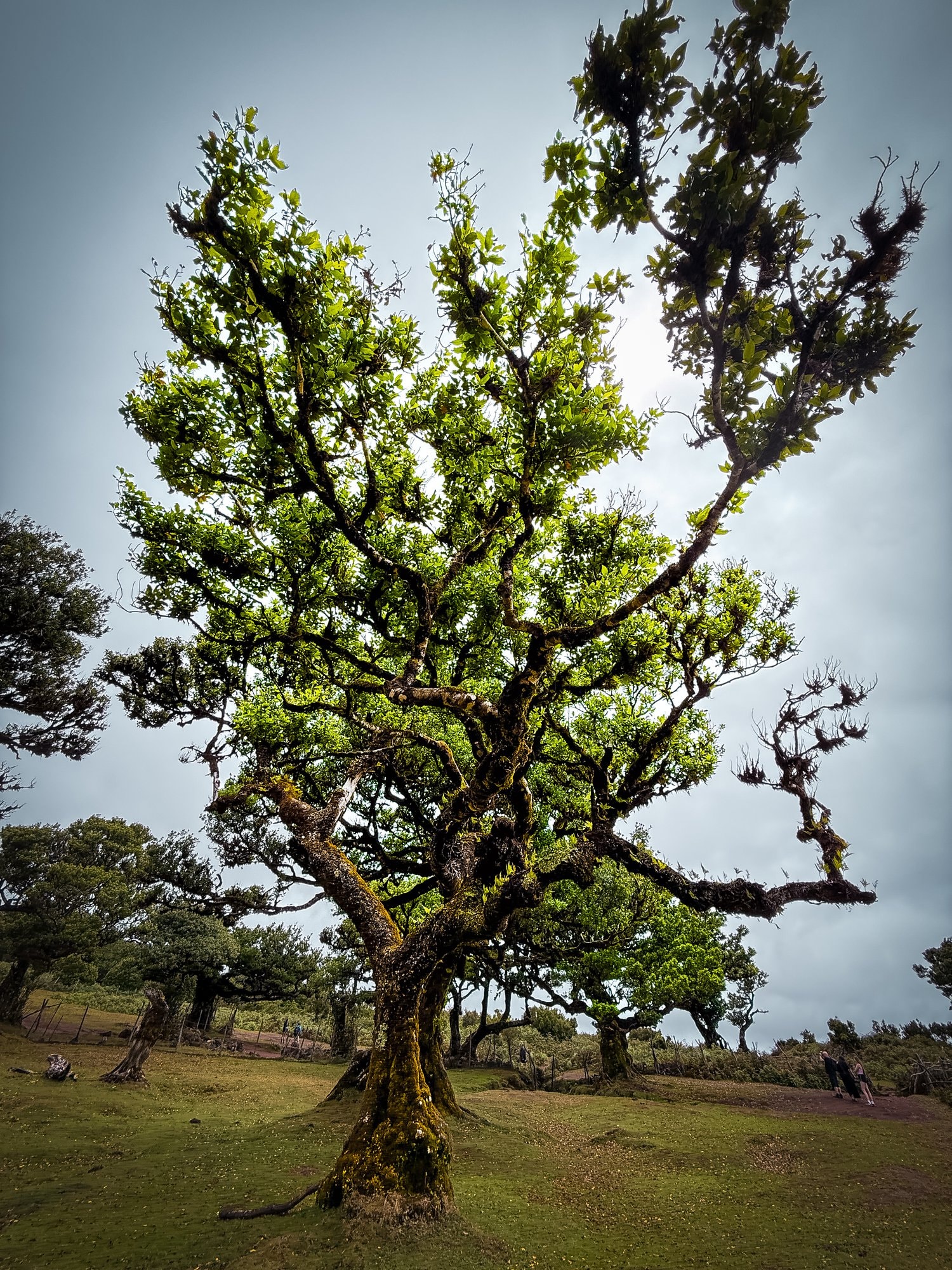 Madeira — landscape — fotografia di Matteo Comba, Teonoir Studio (30/91)