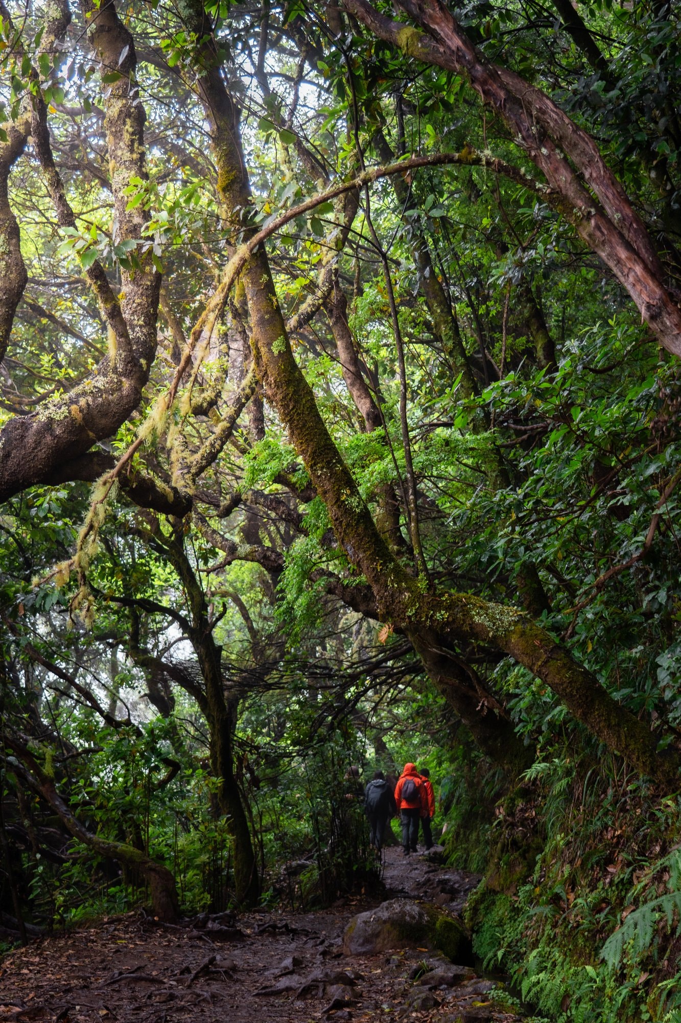Madeira — landscape — fotografia di Matteo Comba, Teonoir Studio (66/91)