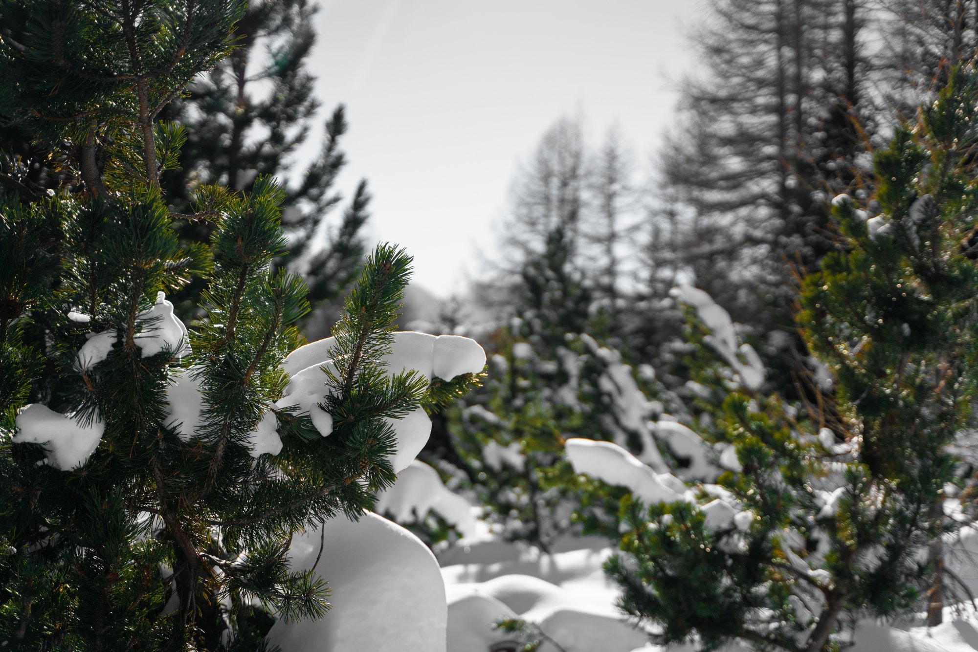 Sestriere — landscape — fotografia di Matteo Comba, Teonoir Studio (6/7)