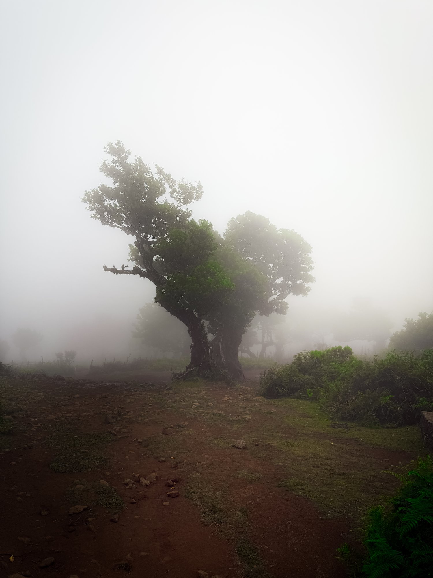 Madeira - 77
