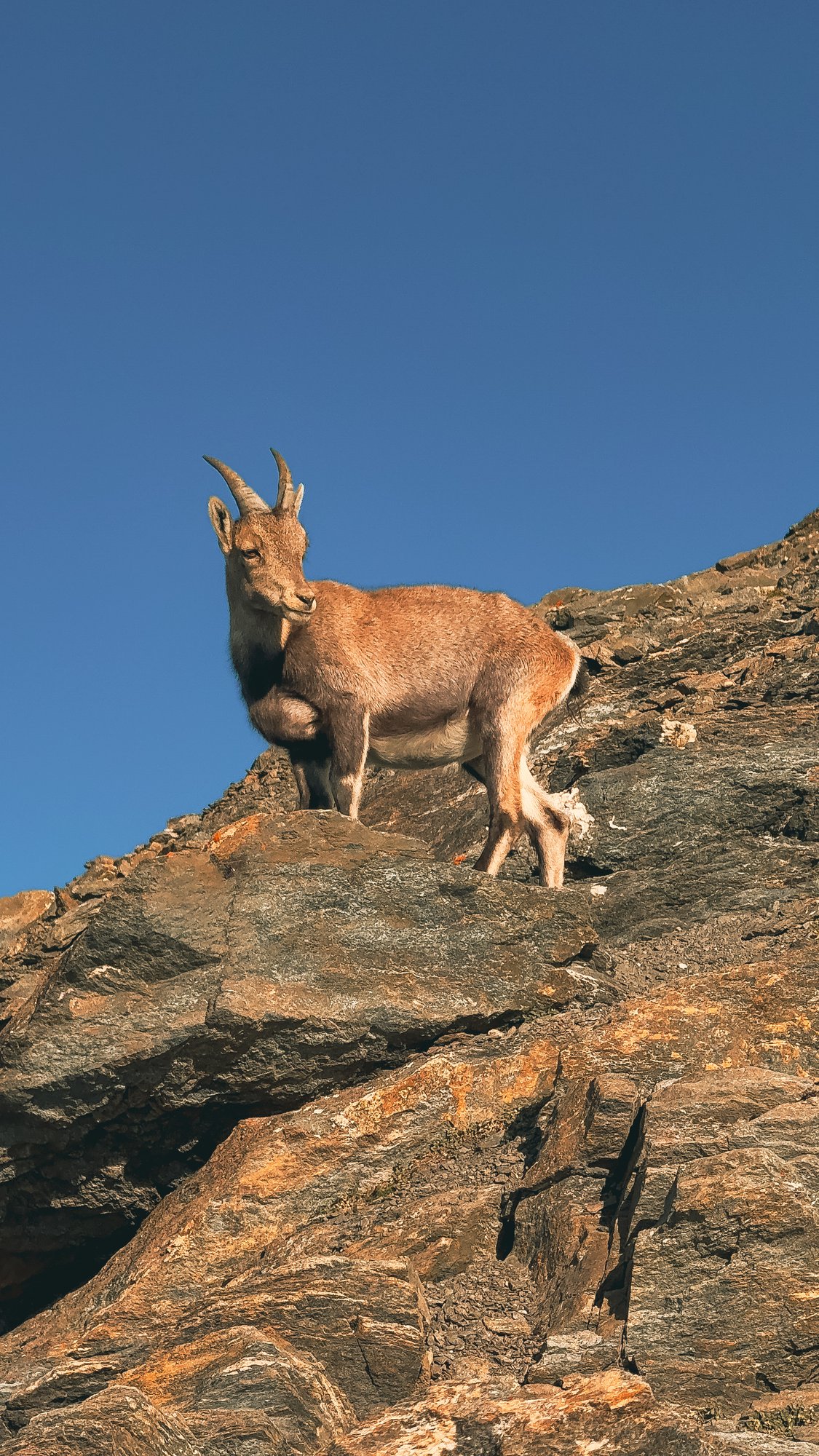 Rocciamelone - 12