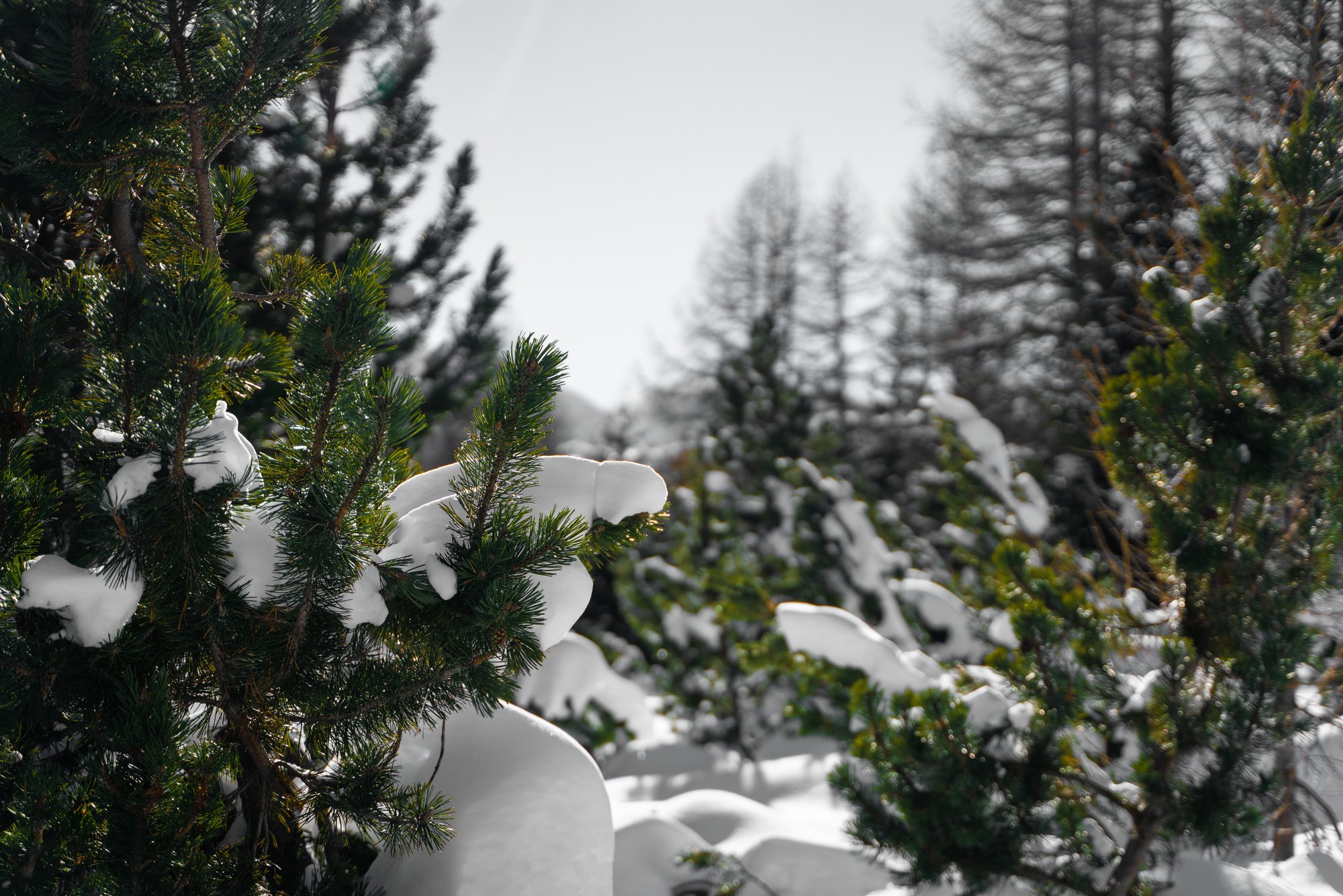 Sestriere - 5